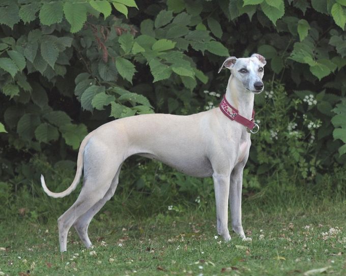 Juni 2014, knap 4 år gammel, 47,5 cm. høj
