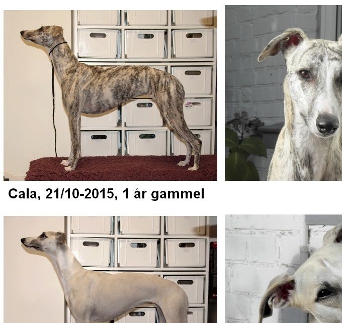 Norma bor her i nogle måneder indtil vi har fundet det rigtige hjem til hende. Hun var for voldsom overfor sin tidligere families hunde samt børnebørn og derfor valgte de at sende hende retur hertil. Vi håber at finde et hjem, der kan håndtere både hendes separationsangst og tendens til stress, finder vi ikke det, bliver hun her.
