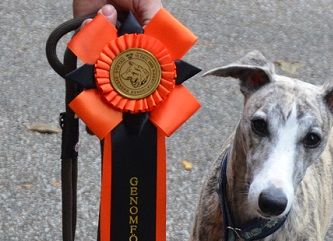 Aria, Galanta Whippets Broadway Melody